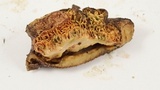 Scutiger pes-caprae image