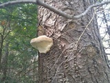 Fomitopsis ochracea image