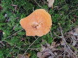 Hydnum umbilicatum image