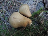 Lycoperdon molle image