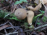 Lycoperdon molle image