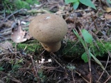 Lycoperdon molle image