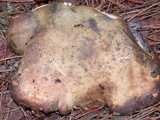 Albatrellus flettii image