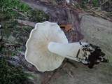 Hypsizygus marmoreus image