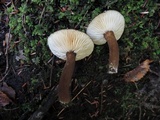 Lactarius lignyotus image
