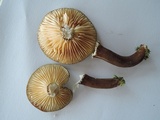 Lactarius lignyotus image
