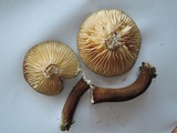 Lactarius lignyotus image