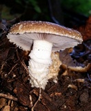 Stropharia kauffmanii image