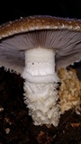 Stropharia kauffmanii image