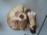 Lactarius uvidus image