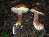 Boletus fibrillosus image