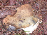 Albatrellus flettii image