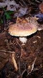 Stropharia kauffmanii image