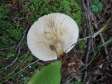 Lactarius scrobiculatus image