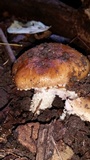 Stropharia kauffmanii image