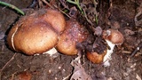 Stropharia kauffmanii image