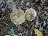 Leccinum variicolor image