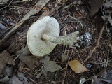 Leccinum variicolor image