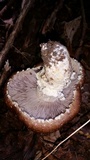 Stropharia kauffmanii image