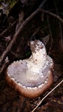 Stropharia kauffmanii image