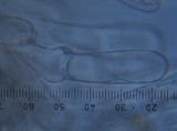 Inocybe renispora image