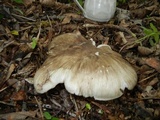 Megacollybia rodmanii image