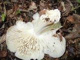 Megacollybia rodmanii image