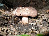 Agaricus brunneofibrillosus image
