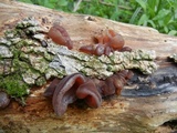 Auricularia fuscosuccinea image