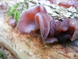 Auricularia fuscosuccinea image