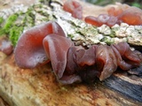 Auricularia fuscosuccinea image