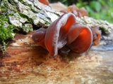 Auricularia fuscosuccinea image