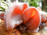 Auricularia fuscosuccinea image