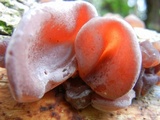 Auricularia fuscosuccinea image