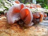 Auricularia fuscosuccinea image