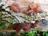 Auricularia fuscosuccinea image