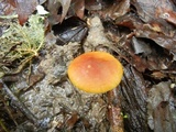 Xeromphalina tenuipes image
