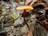 Xeromphalina tenuipes image