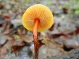 Xeromphalina tenuipes image