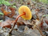 Xeromphalina tenuipes image