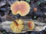 Xeromphalina tenuipes image