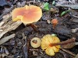 Xeromphalina tenuipes image