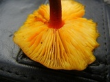 Xeromphalina tenuipes image