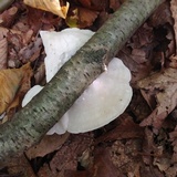 Tyromyces chioneus image