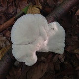 Tyromyces chioneus image