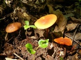 Xeromphalina tenuipes image