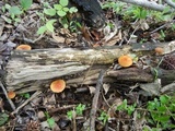 Xeromphalina tenuipes image