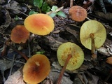 Xeromphalina tenuipes image