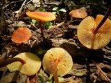 Xeromphalina tenuipes image