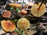 Xeromphalina tenuipes image